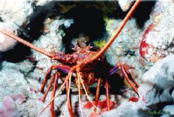 This is a Western Rock Lobster commonly known as a WRL or... by Natasha Tate 
